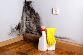 Why You Should Choose Our Mold Remediation Services in Coralville, IA